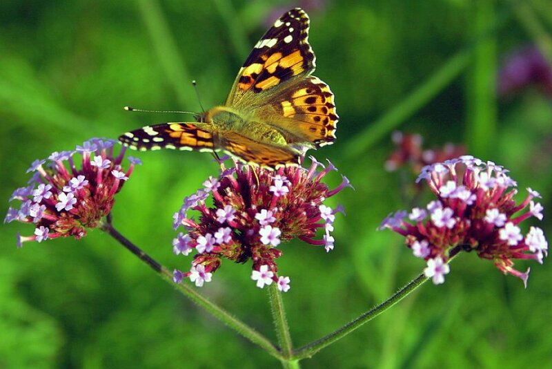 butterfly on purple flowers