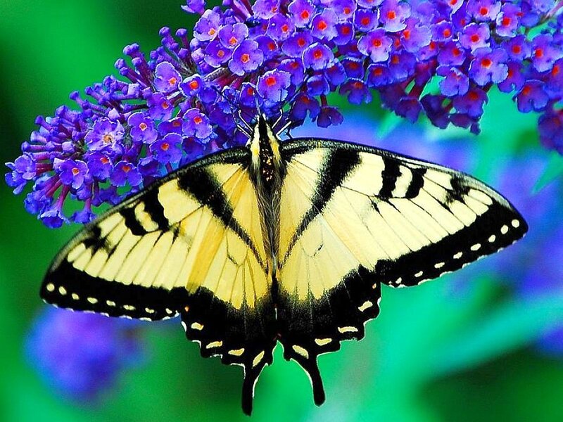butterfly on purple flowers