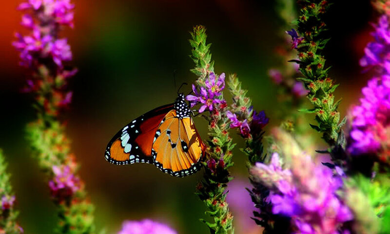 Butterfly on purple flowers