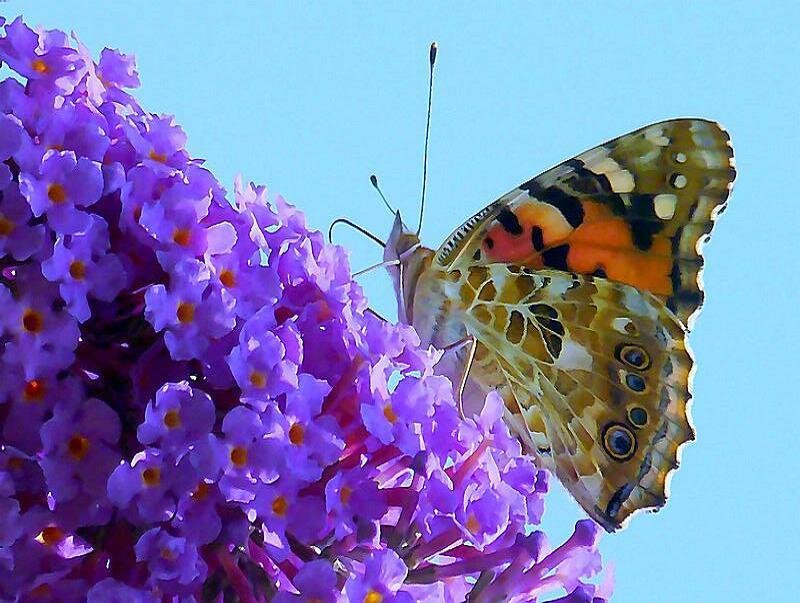 butterfly on purple flowers