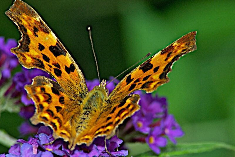 butterfly on purple flowers