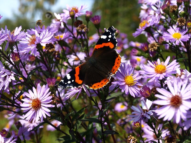 Butterfly on Purple Flowers — Calm, Afternoon, Photograph, Bee
