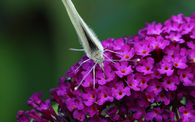 Butterfly on Purple Flowers — Calm, Afternoon, Photograph, Flower