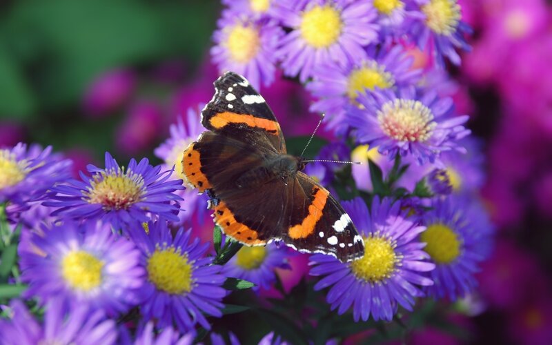 Butterfly on Purple Flowers — Calm, Afternoon, Photograph, Greenery