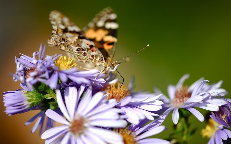 Butterfly on Purple Flowers — Calm, Afternoon, Photograph, Insect, Green Background, Yellow