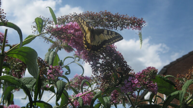 Butterfly on Purple Flowers — Calm, Afternoon, Photograph, Leaves
