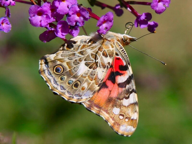 Butterfly on Purple Flowers — Calm, Afternoon, Photograph