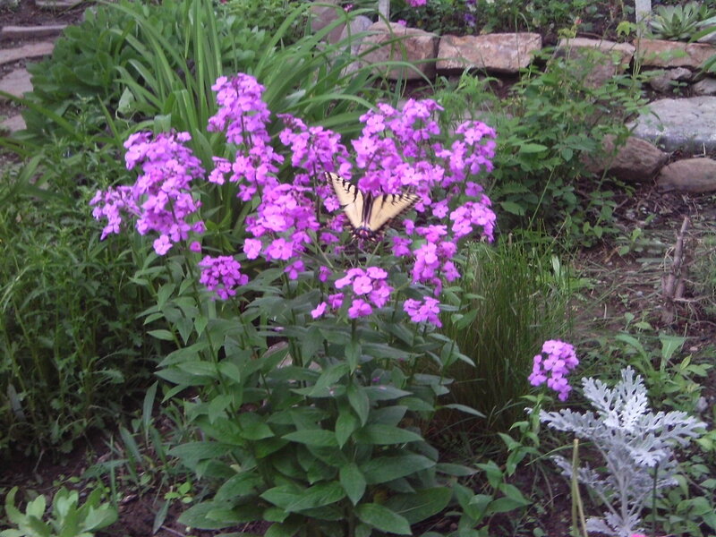 Butterfly on Purple Flowers — Calm, Afternoon