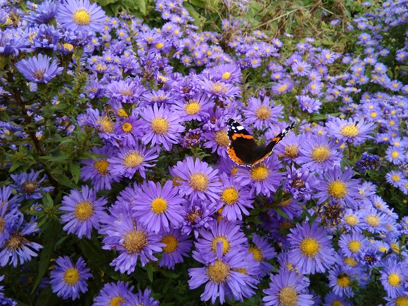 Butterfly on Purple Flowers — Calm, Autumn
