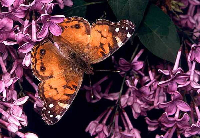 Butterfly on Purple Flowers — Calm, Night