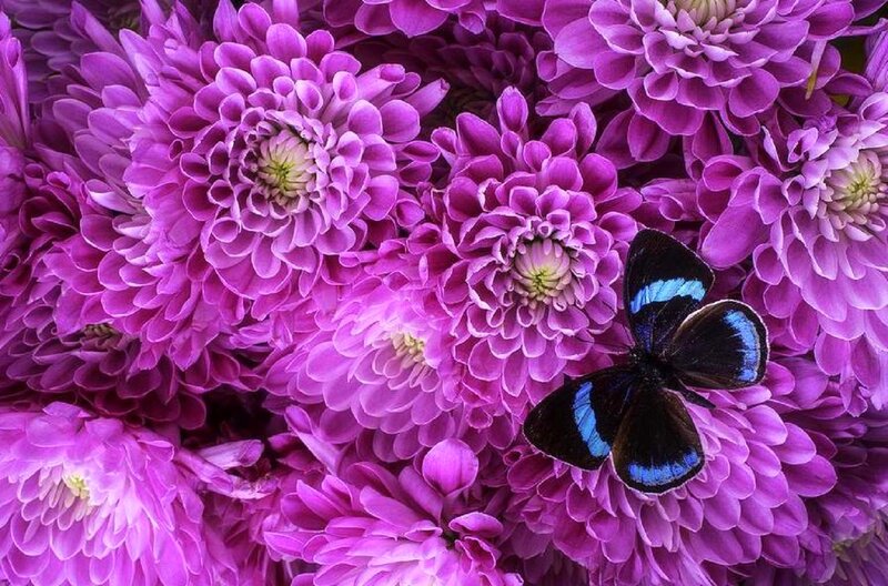 Butterfly on Purple Flowers — Calm, Photograph