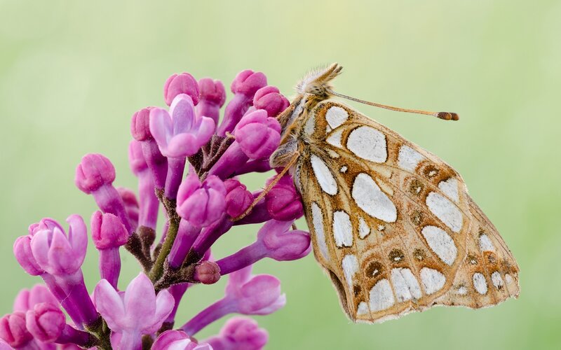 Butterfly on Purple Flowers — Calm, Spring