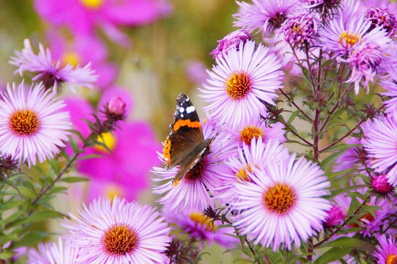 Butterfly on Purple Flowers — Calm, Summer, Photograph, Green Leaves