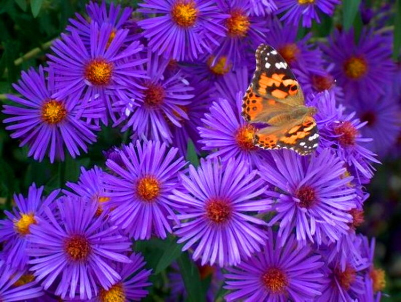 Butterfly on Purple Flowers — Calm, Summer, Photograph