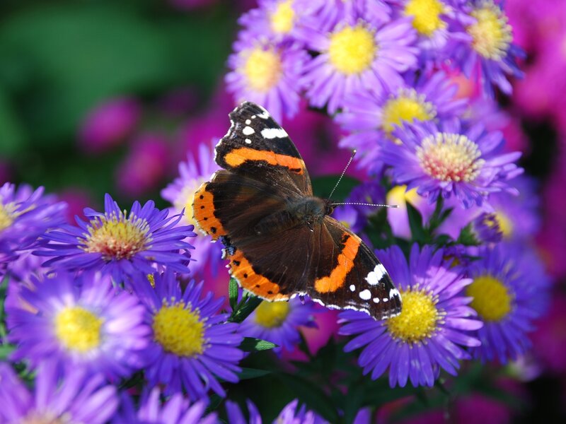 Butterfly on Purple Flowers — Calm, Summer