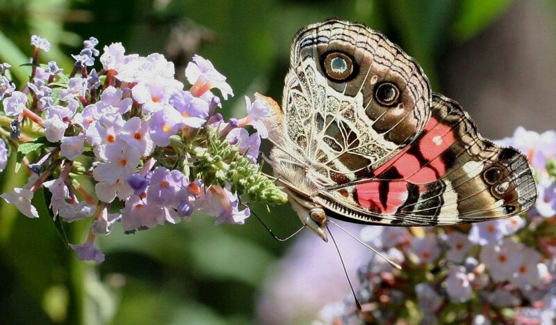 Butterfly on Purple Flowers — Calm