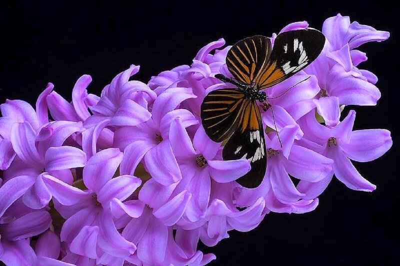 Butterfly on Purple Flowers — Dramatic, Photograph