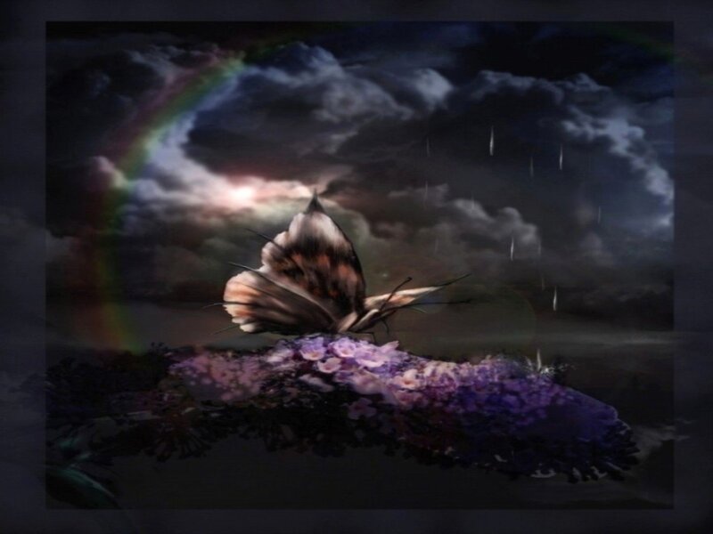 Butterfly on Purple Flowers — Dramatic