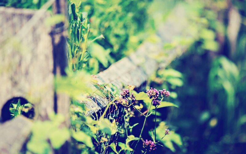 Butterfly on Purple Flowers — Green