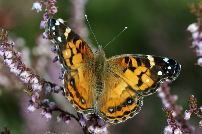 Butterfly on Purple Flowers — Orange, Calm
