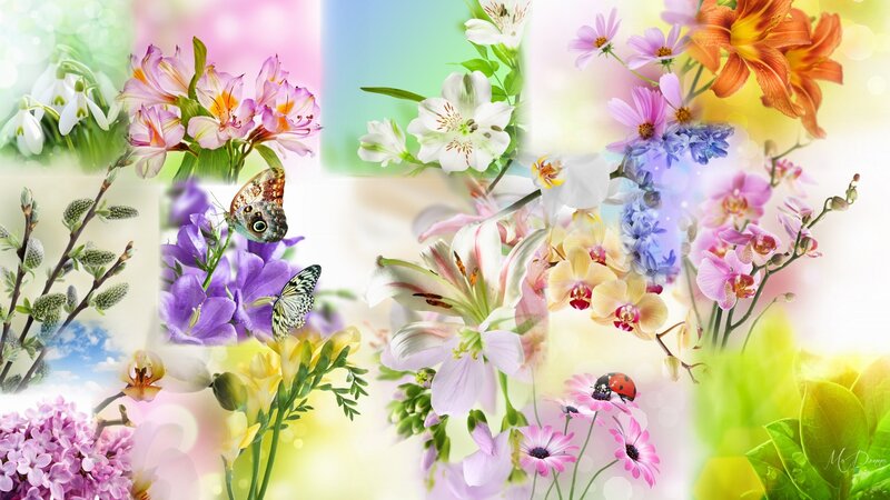 Butterfly on Purple Flowers — Pink