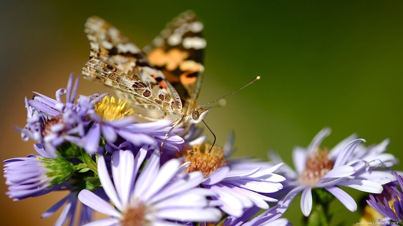 Butterfly on Purple Flowers — Serene, Afternoon, Photograph, Green Background, Sunlight
