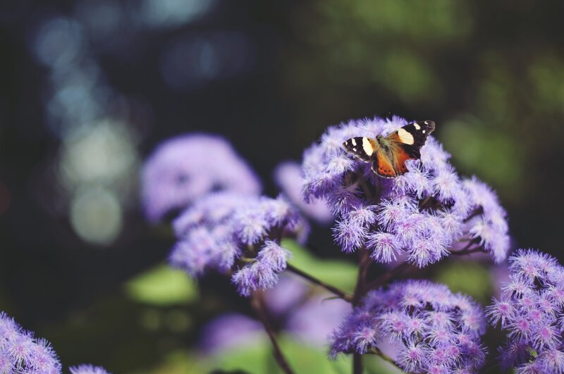 Butterfly on Purple Flowers — Serene, Afternoon, Photograph, Greenery