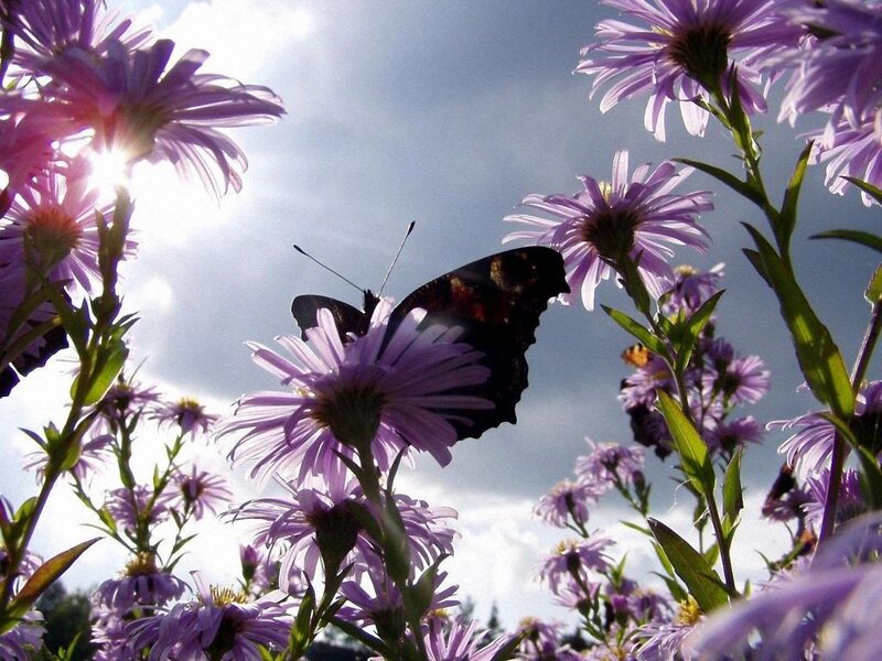 Butterfly on Purple Flowers — Serene, Afternoon, Photograph, Sky