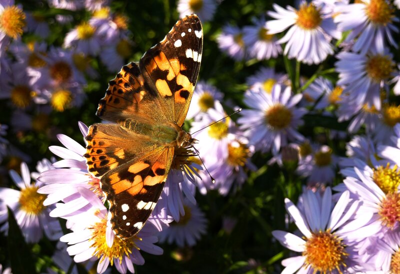 Butterfly on Purple Flowers — Serene, Afternoon, Photograph, Sunlight