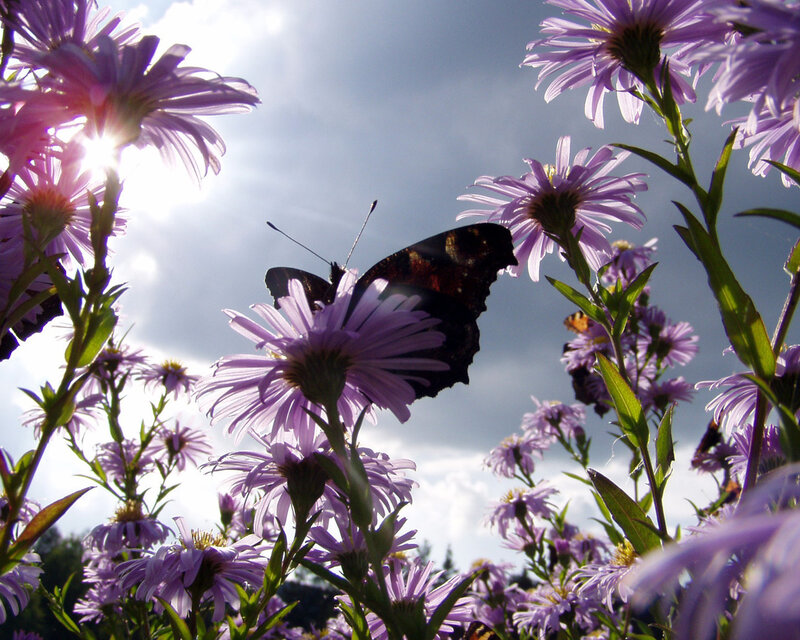 Butterfly on Purple Flowers — Serene, Afternoon