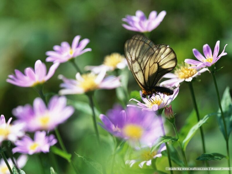 Butterfly on Purple Flowers — Serene, Spring, Photograph, Insect