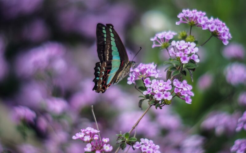 Butterfly on Purple Flowers — Serene, Spring, Photograph, Plant, Insect