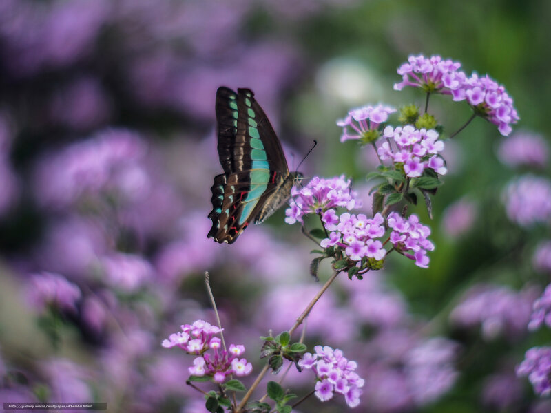 Butterfly on Purple Flowers — Serene, Spring, Photograph, Plant