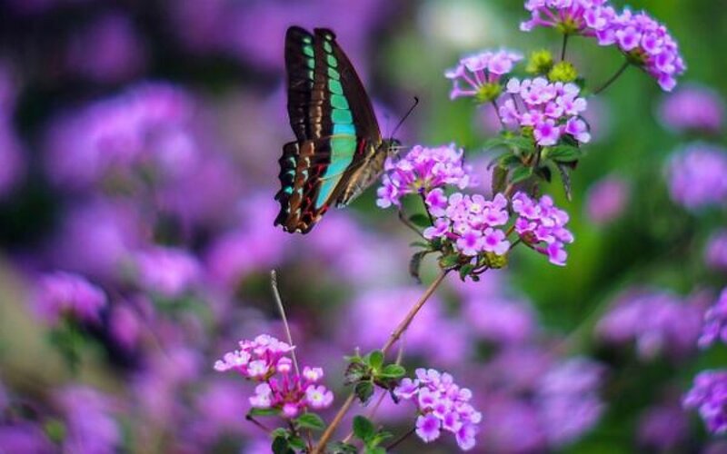 Butterfly on Purple Flowers — Serene, Spring, Photograph