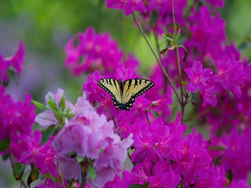 Butterfly on Purple Flowers — Serene, Spring