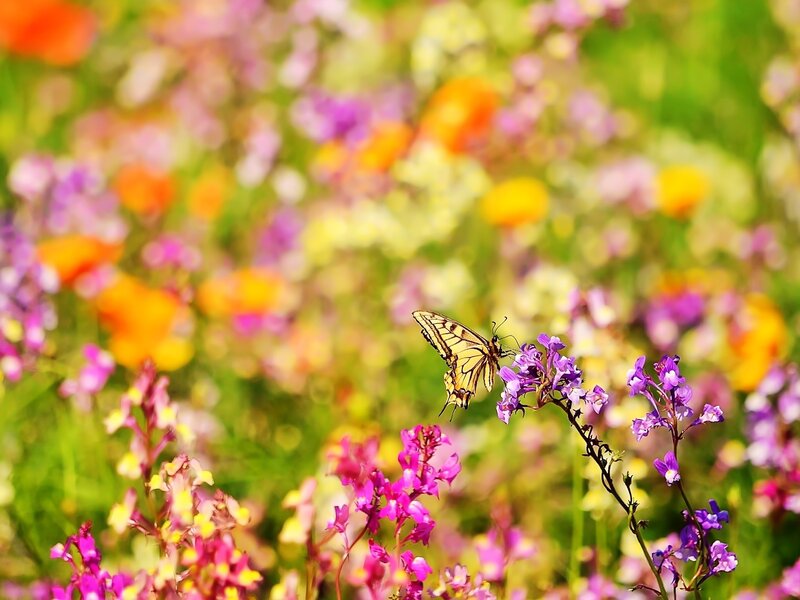 Butterfly on Purple Flowers — Serene, Summer