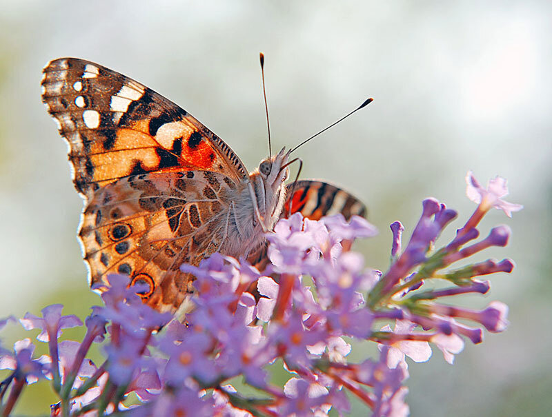 Butterfly on Purple Flowers — Serene