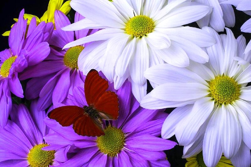 Butterfly on Purple Flowers — Vibrant