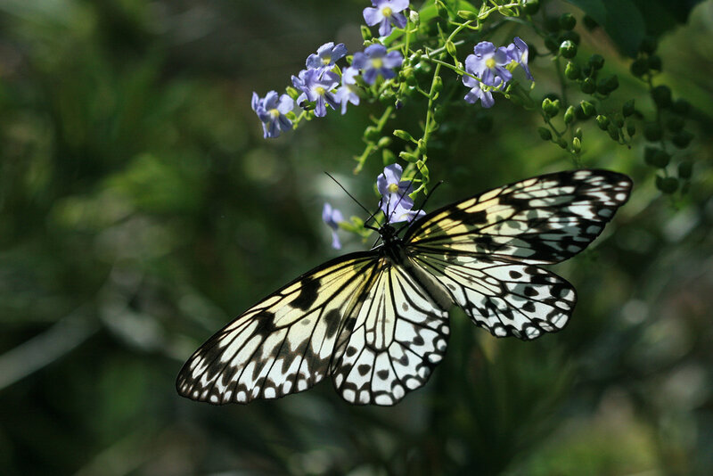 Butterfly on Purple Flowers — White
