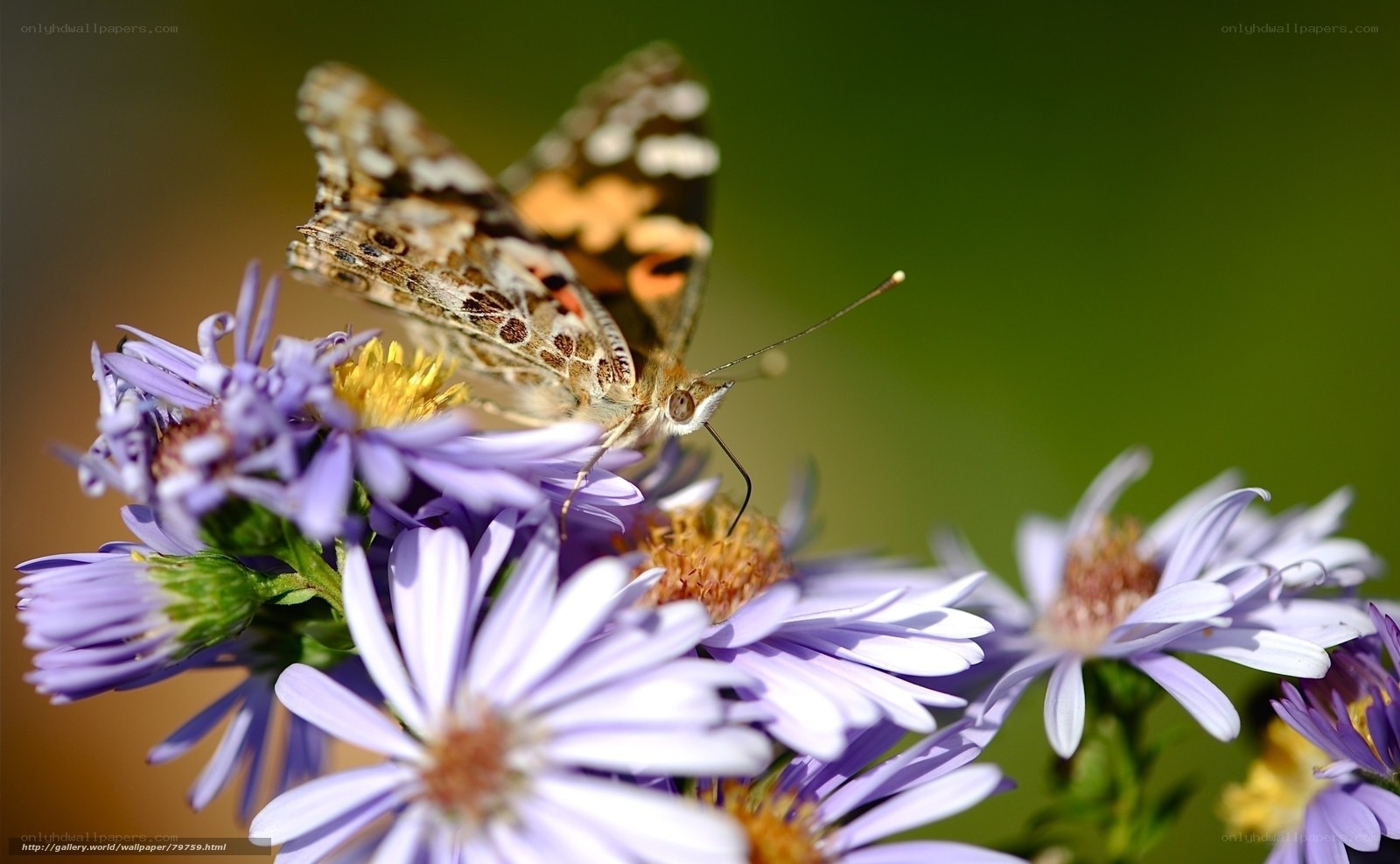 Butterfly on purple flowers
