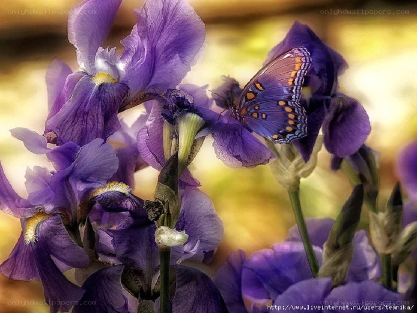 Butterfly on purple iris flower