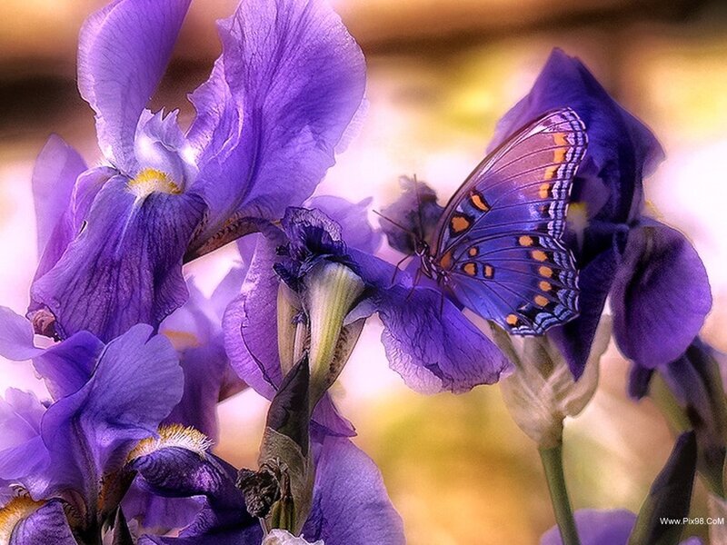 Butterfly on Purple Iris — Serene