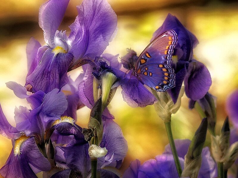 butterfly on purple iris