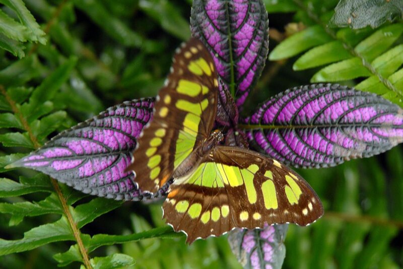 butterfly on purple leaf