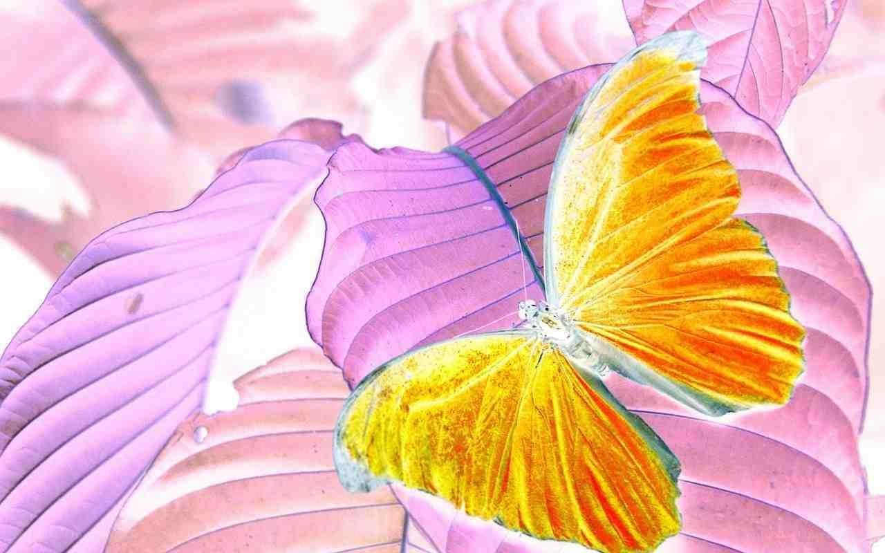 butterfly on purple leaf