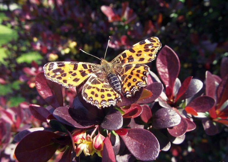 Butterfly on Purple Leaves
