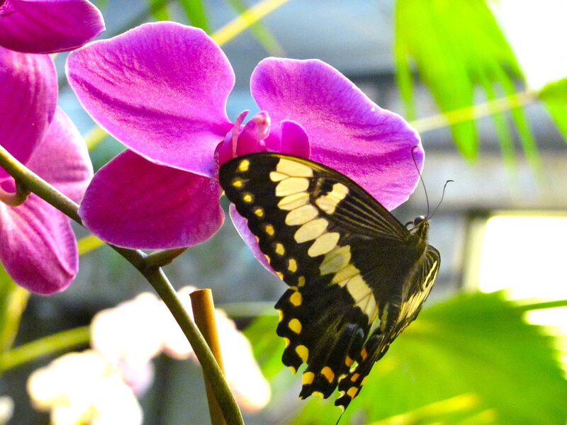 Butterfly on Purple Orchid