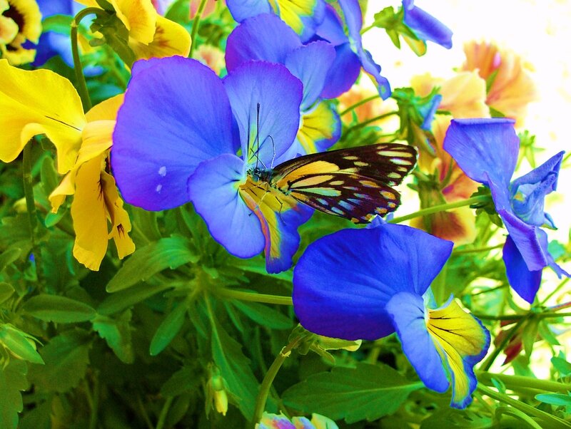 Butterfly on purple pansies