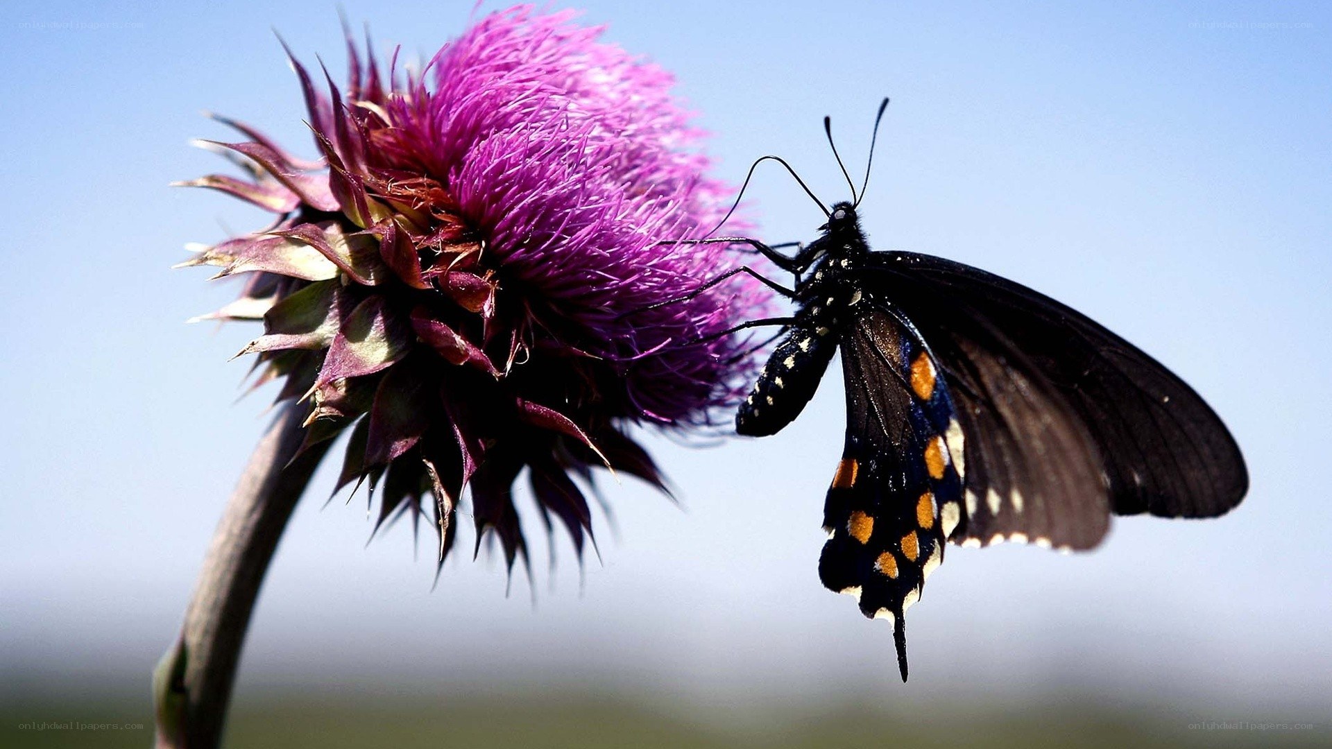 butterfly on purple thistle