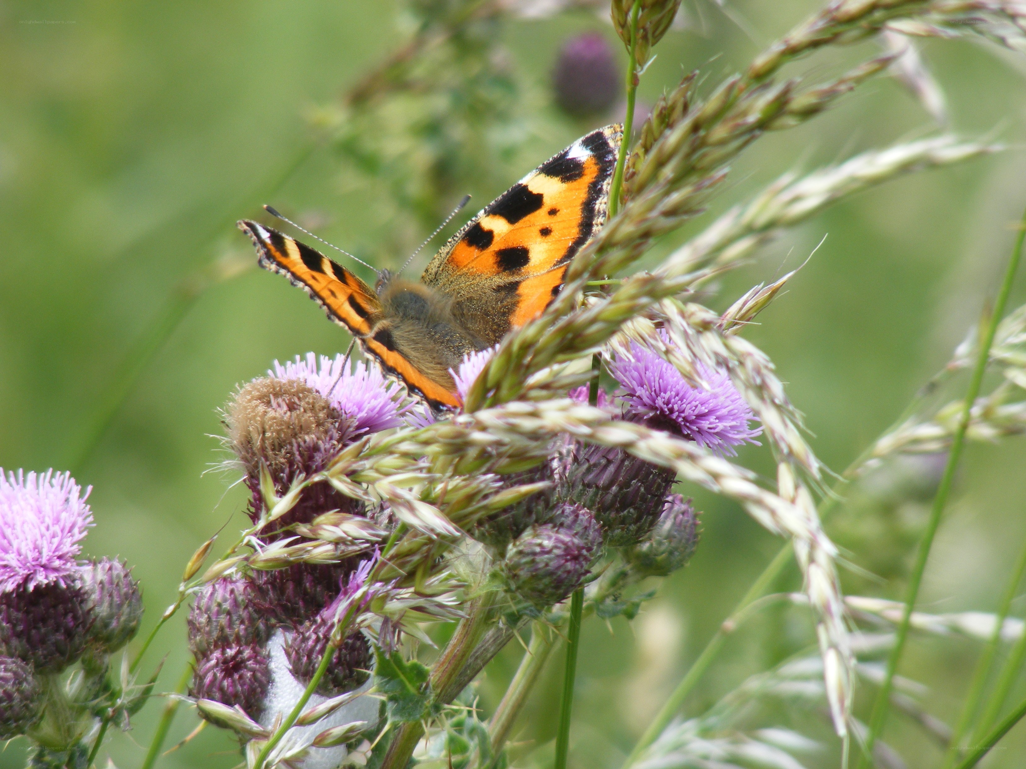 butterfly on purple thistle
